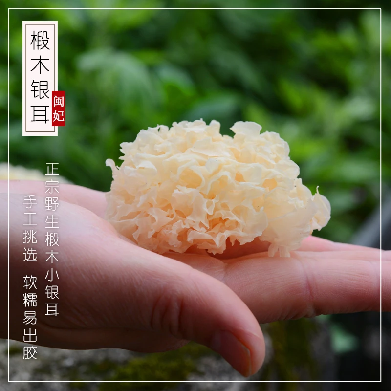 闽妃椴木小银耳干货新鲜出胶浓稠雪耳白木耳无硫