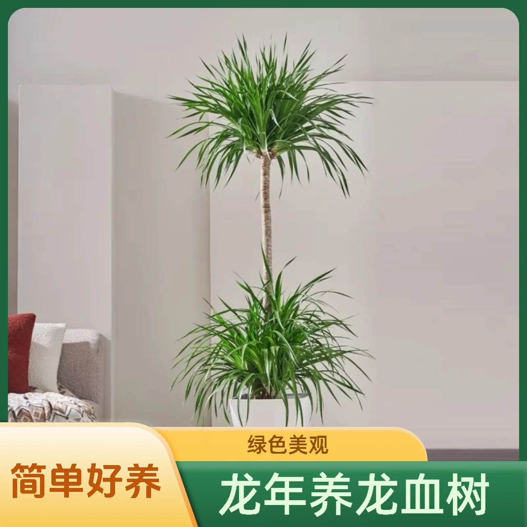 【龙血树】Z老桩龙血树大型网红绿植简单好养绿色美观除甲醛