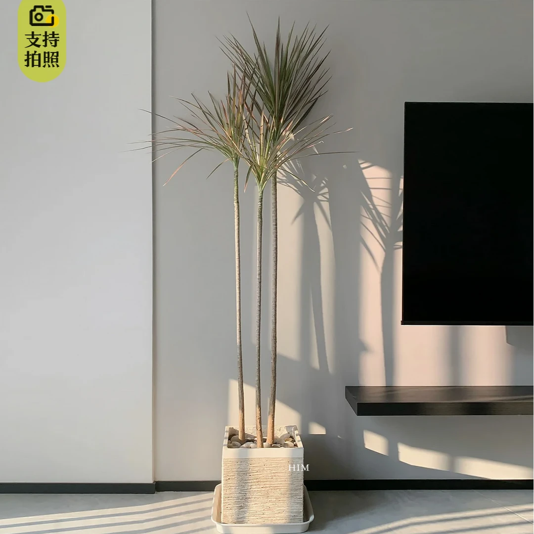 千年木盆栽造型绿植室内吸甲醛净化空气高颜值好养优选鲜活植物