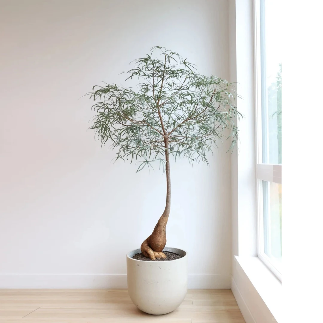 稀有小众绿植盆栽造型昆士兰瓶树室内侘寂风网红植物好养活瓶杆树