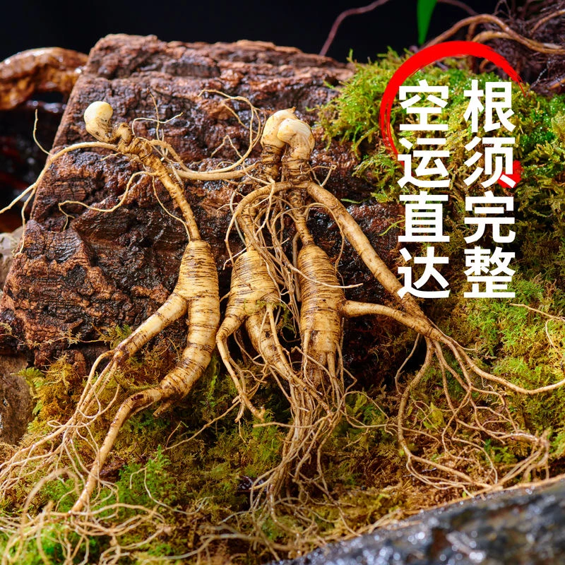 新鲜山参现场选货截图不支持售后