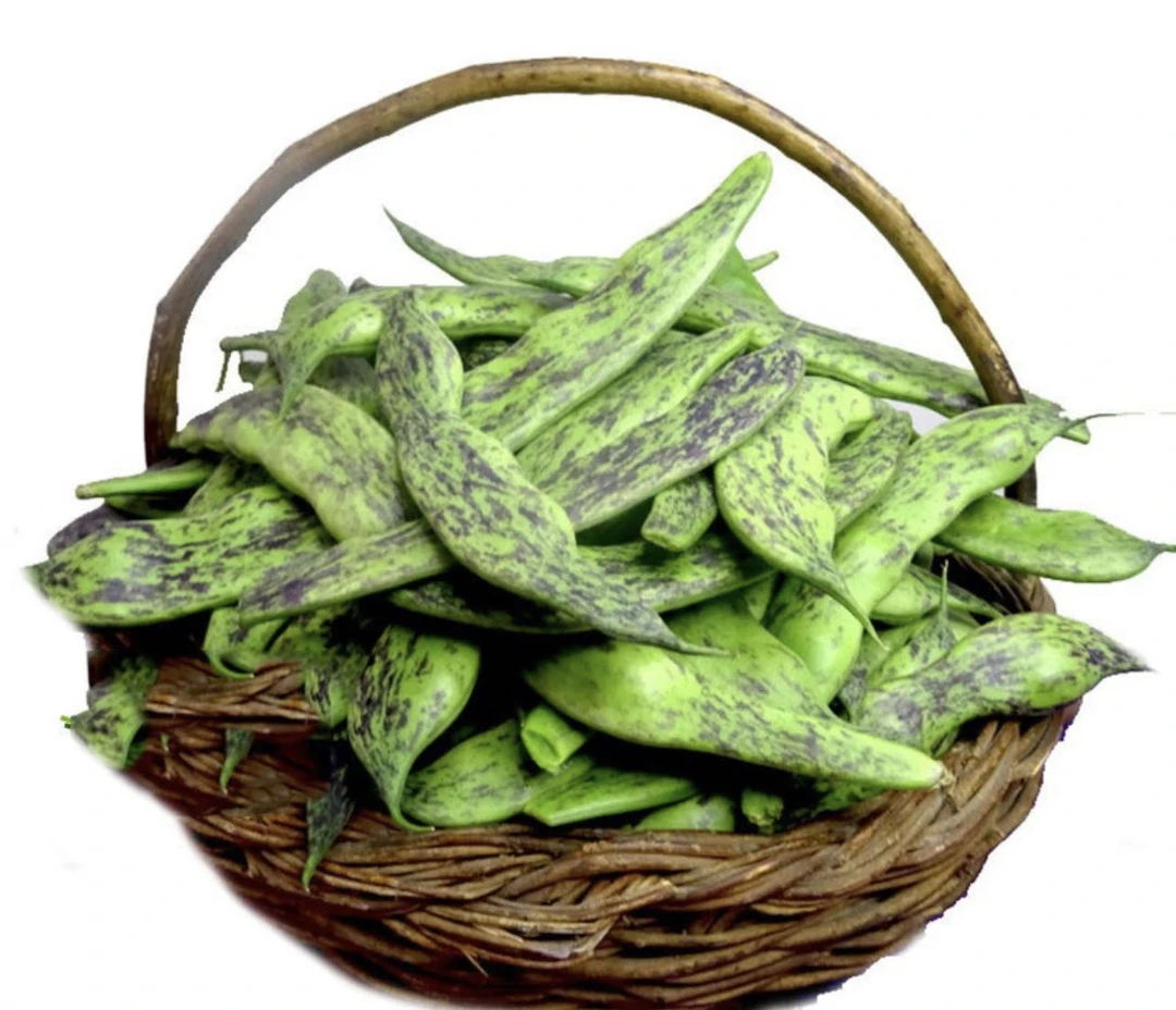 东北马掌豆角油豆角新鲜采摘产地直发包邮坏单包赔