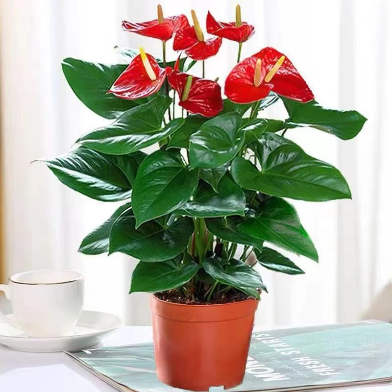 红掌盆栽植物办公室四季开花植物室内好养绿植鸿运当头花卉盆景