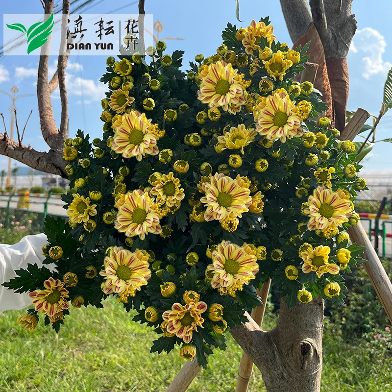 奶油条纹菊黄色斑纹菊切花小菊多季节开花基地直发原盆原土大花型