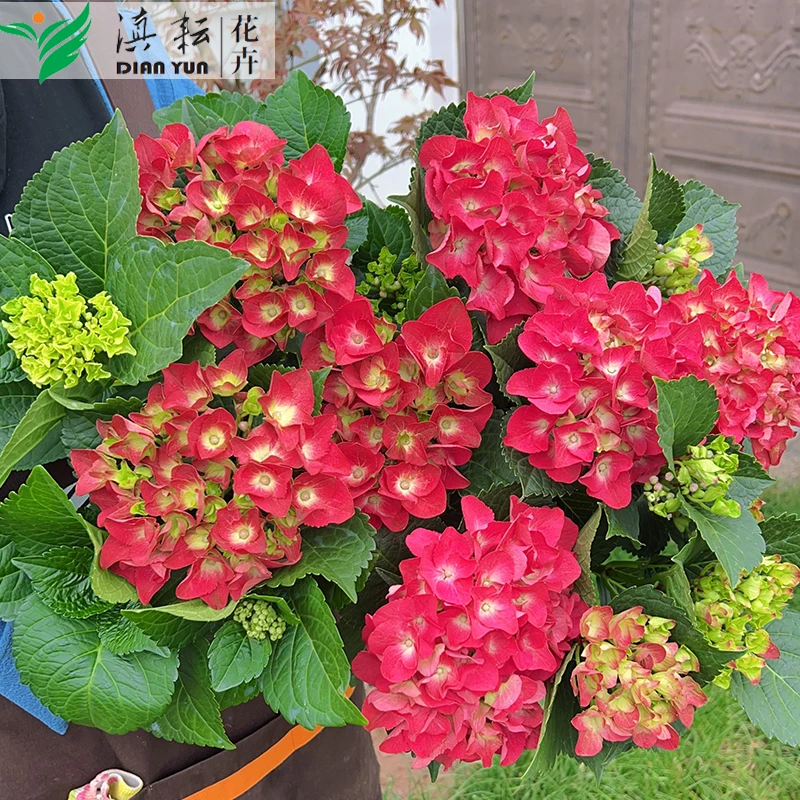 红女郎红色绣球魔幻红宝石适合阳台庭院盆栽地栽云南基地直发原盆