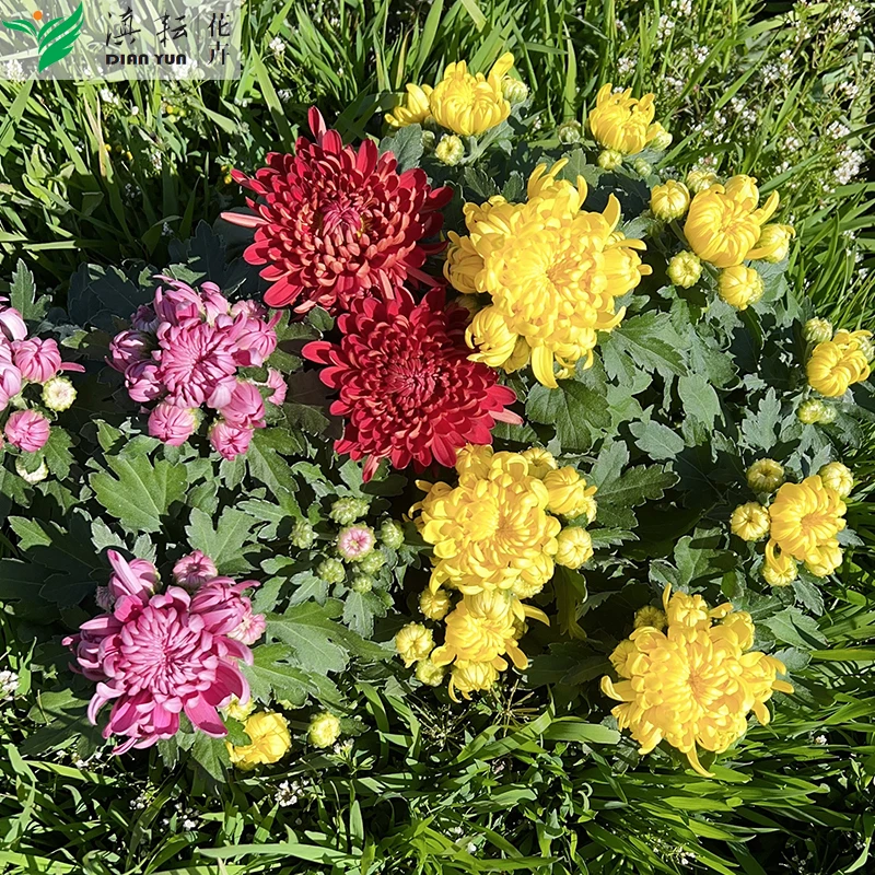 龙爪菊大花型菊花黄白菊花耐寒耐热盆栽花卉丝状菊阳台 楼顶 庭院