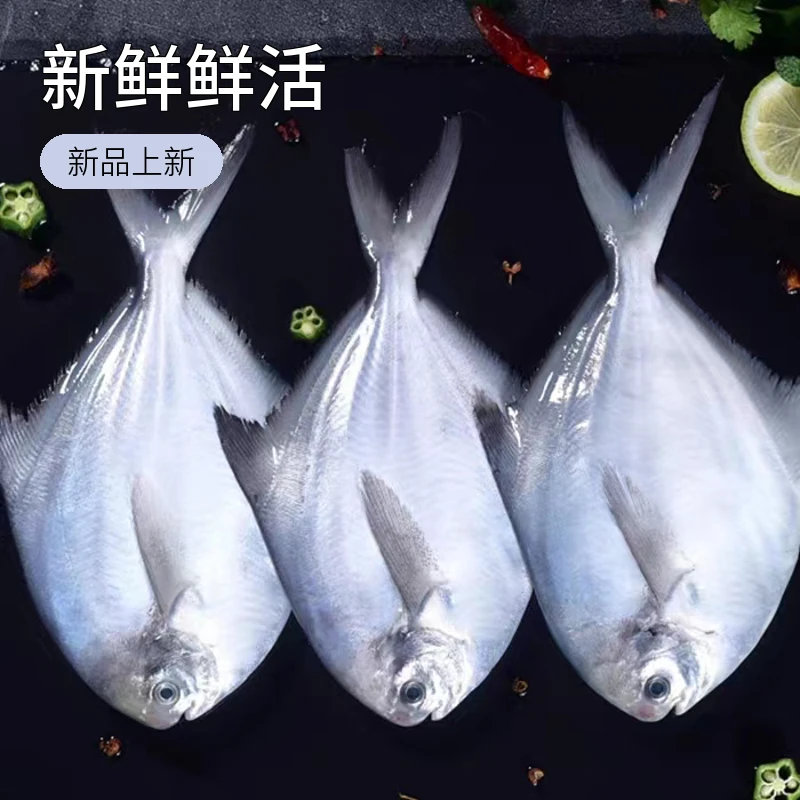 鲳鱼大号海捕银鲳鱼白鲳鱼平鱼新鲜海鲜水产鲜活冷冻鲜嫩海鱼
