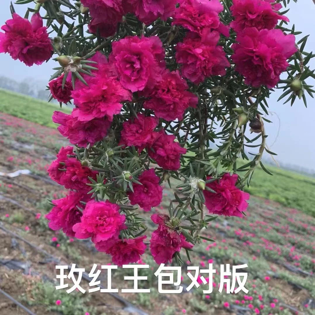 牡丹玫红王老桩太阳花 个别会变异单瓣老桩只有一个玫红色
