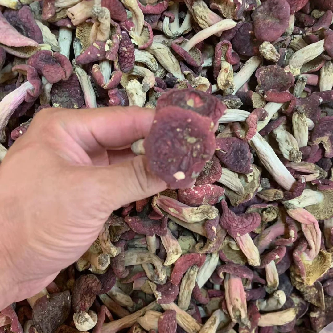 河南红菇野生美味