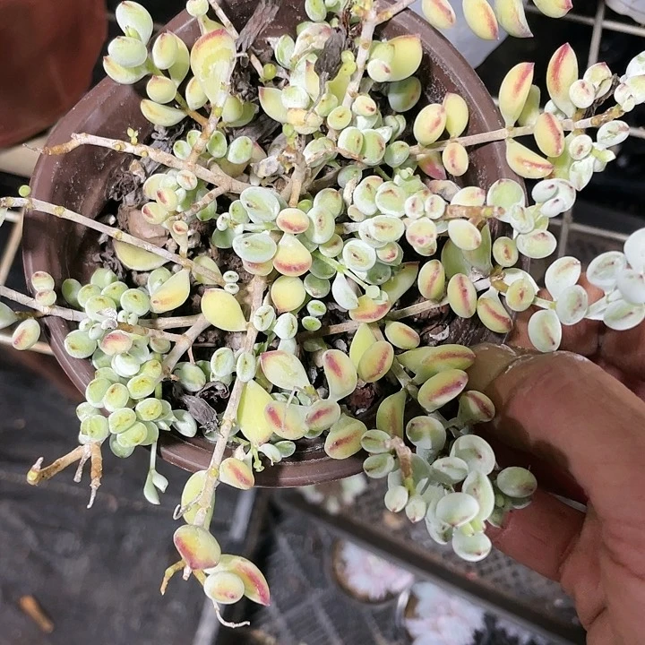 达摩福娘一盆6.99