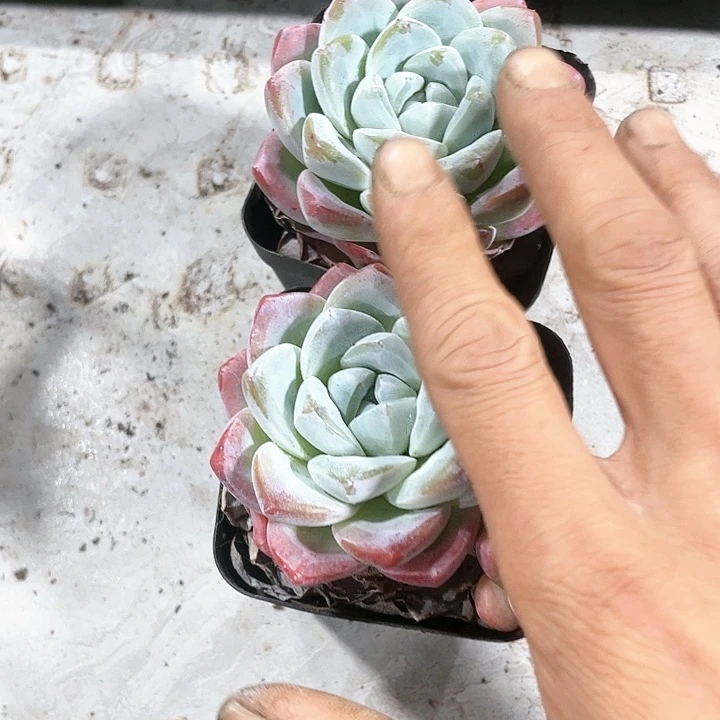 5公分以上冰玉3颗