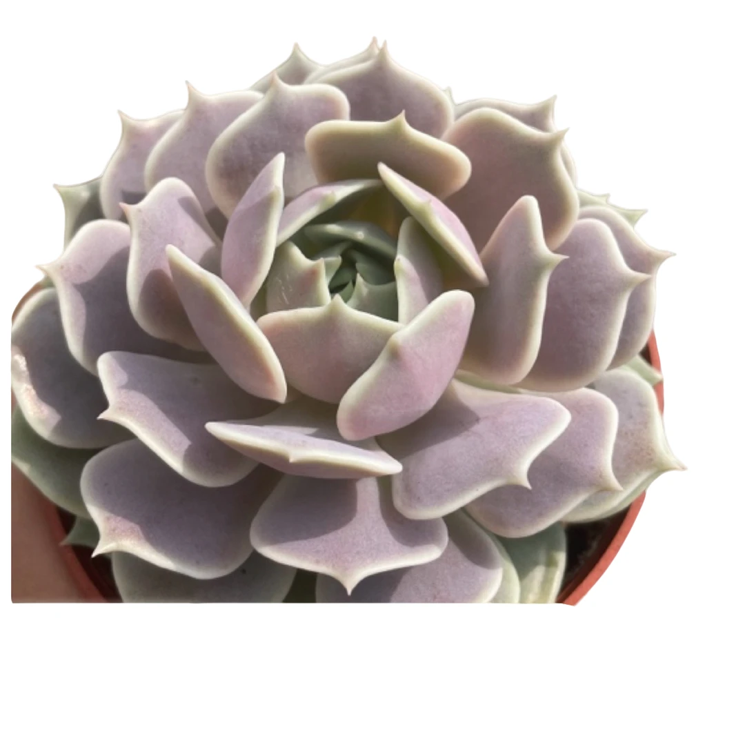 露娜莲裸根发货春秋夏季种植