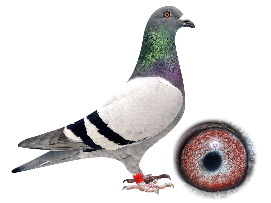 精选4只清棚鸽子参赛鸽天落鸟挑选