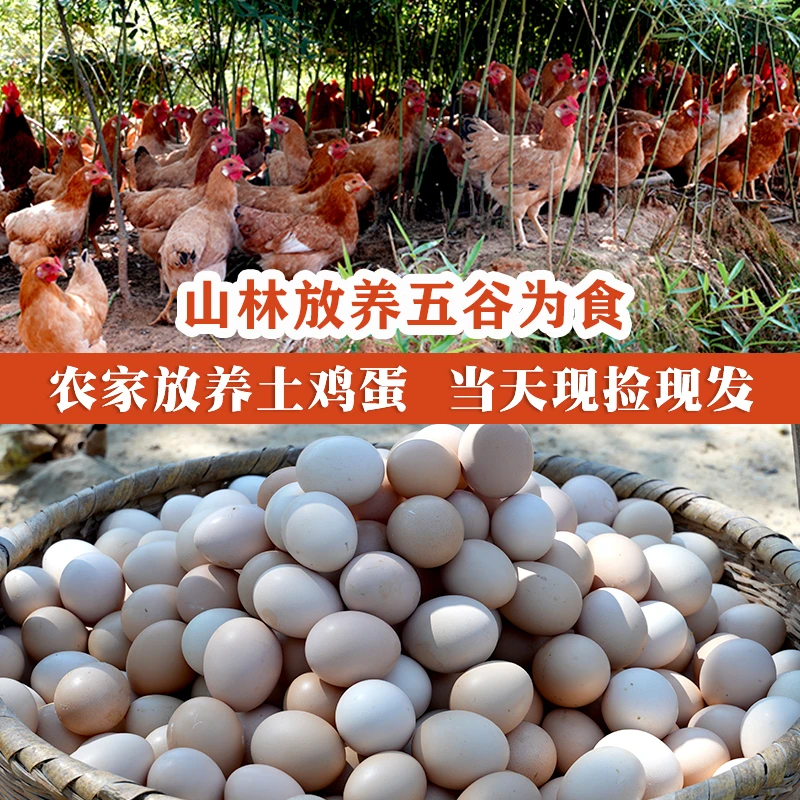 正宗高山散养土鸡蛋无激无抗现捡现发顺丰包邮山里农家散养虫草蛋