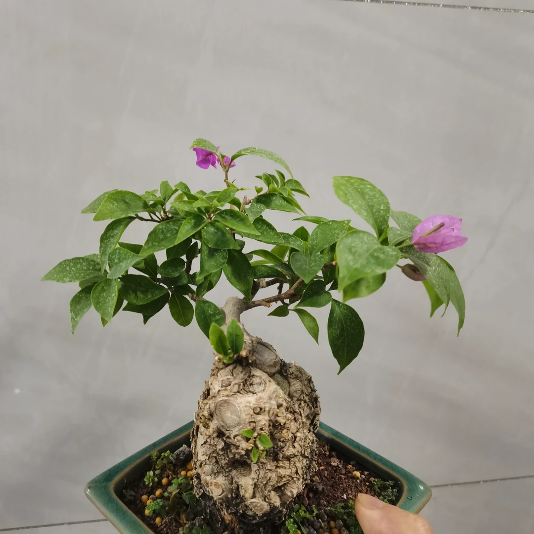 三角梅坨坨（精品）
