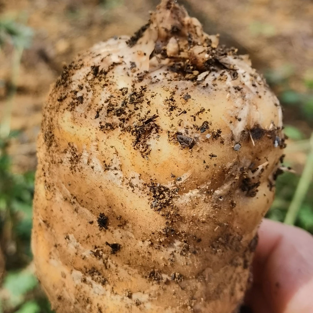 【顺丰包邮】正宗云南昭通彝良小草坝乌天麻
