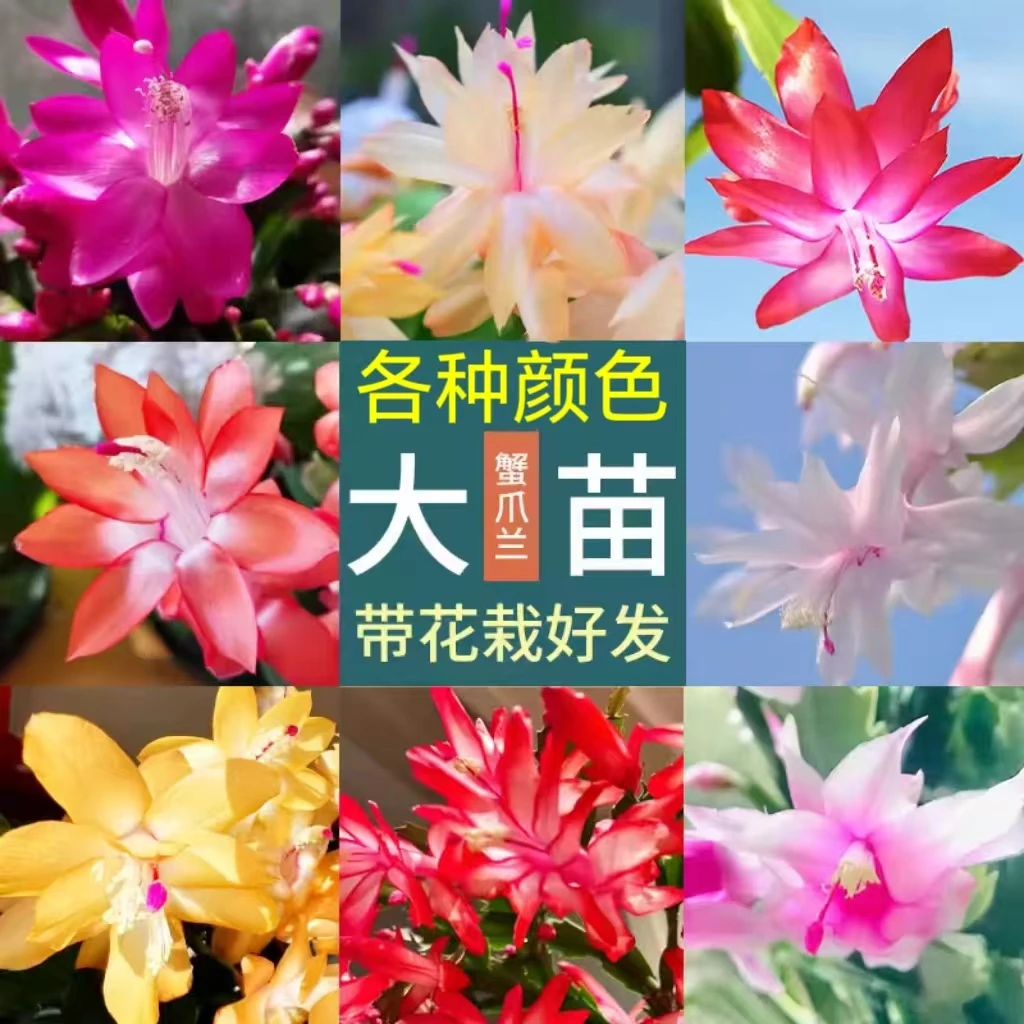 【带花苞】精选蟹爪兰盆栽重瓣大花四季开花客厅阳台好养花卉