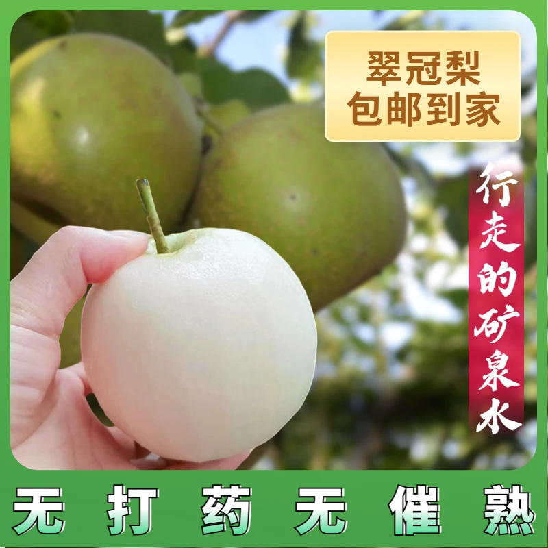 翠冠梨湖北青皮梨子香甜农家自种新鲜水果梨子皮薄多汁甘甜5斤装