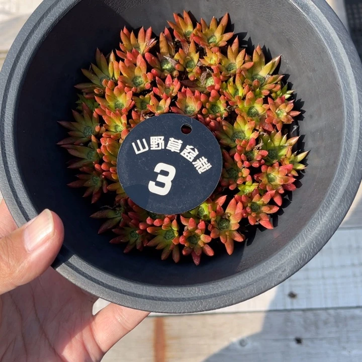 山野，山野草西*来山野