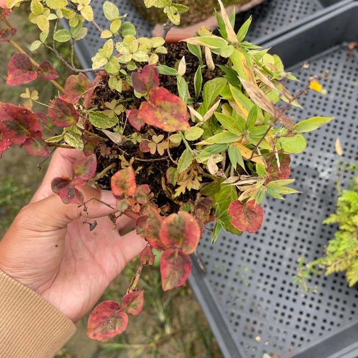 山野草盆栽咾*勒山野草