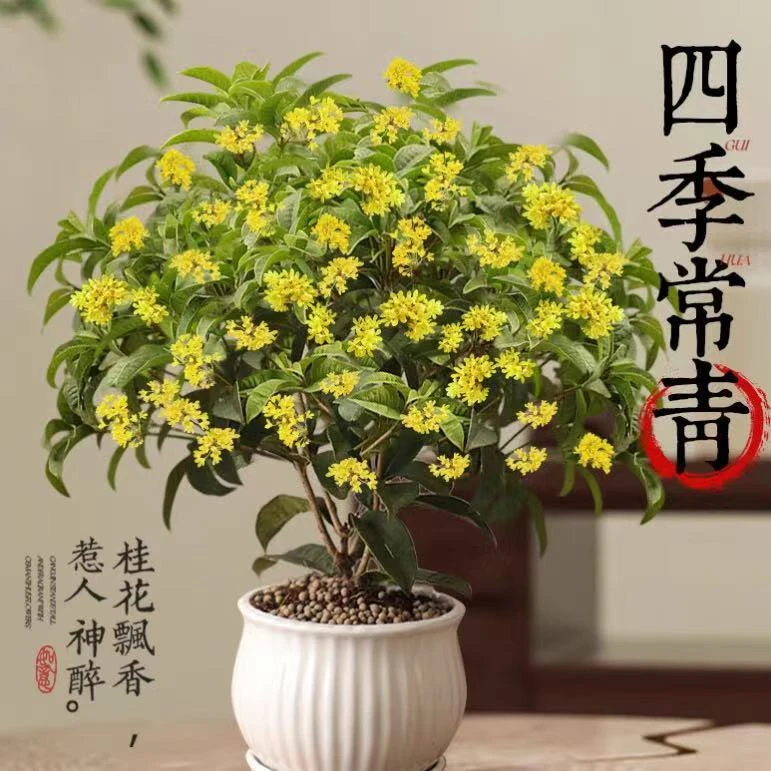 桂花树老桩四季开花带香味易活耐寒盆景室内外阳台庭院花卉植物