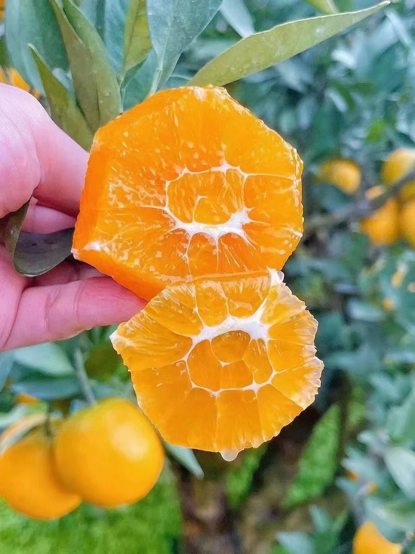 秭归脐橙九月红果冻鲜橙子新鲜当季水果孕妇橙现摘批发