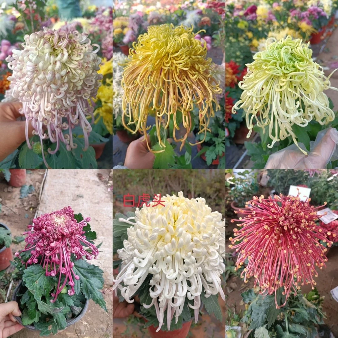 大花菊花，丝菊菊花，九月菊花大花品种菊花