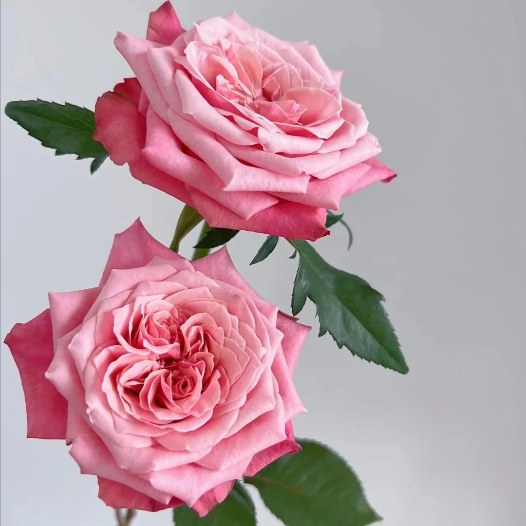 【如熙臻品】闺蜜 --- 单头玫瑰（注意：收到带包装醒花哦！）