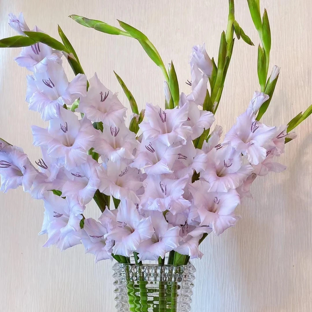 【如熙臻品】香芋紫色剑兰(Plus)---  草花