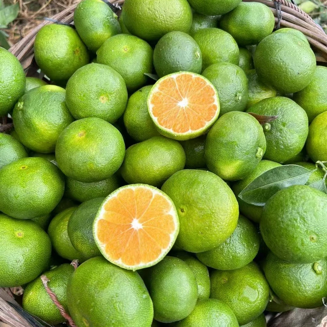 江西赣南蜜橘现摘现发青皮蜜橘新鲜薄皮当季孕期水果青皮橘子