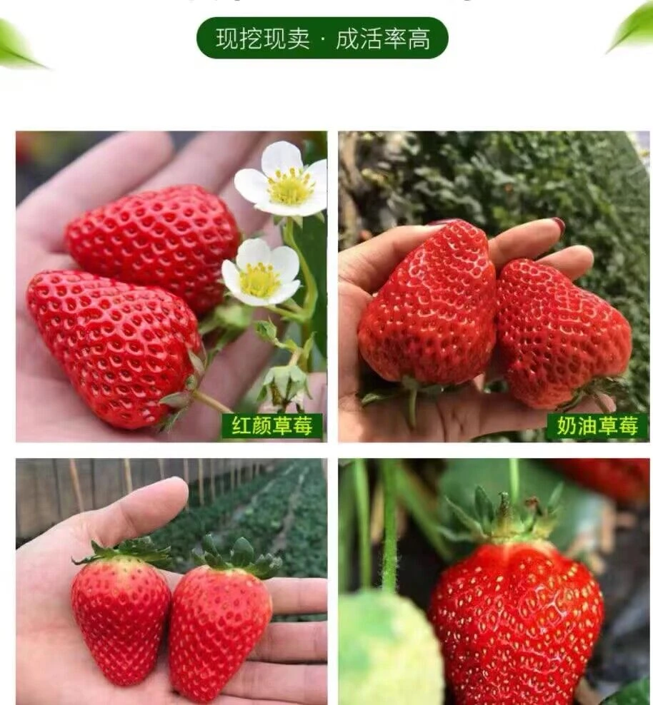 奶油四季草莓南北方室内室外庭院阳台种植观叶食果裸根苗不包售后