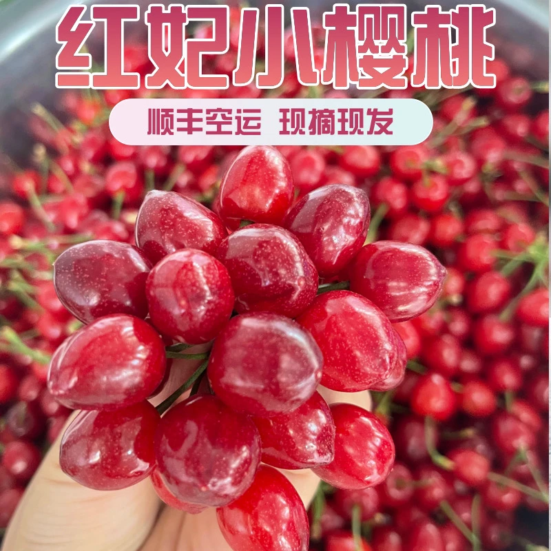 【红妃+顺丰空运】XL纯甜红妃玫瑰小樱桃0.5-3斤非山东 内附果径卡