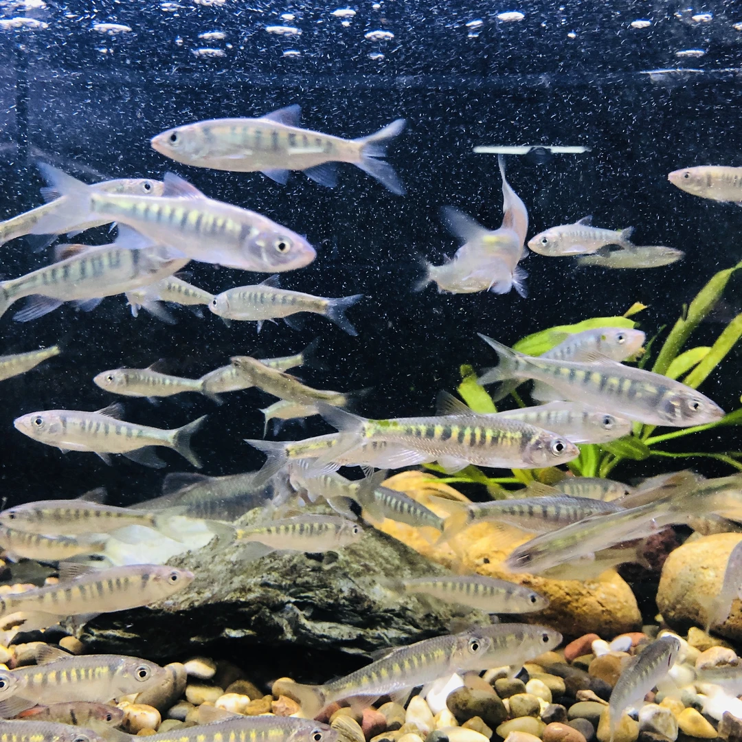 长鳍鱲大苗 身体条纹明显 群游原生溪流冷水观赏鱼桃花鱼活体