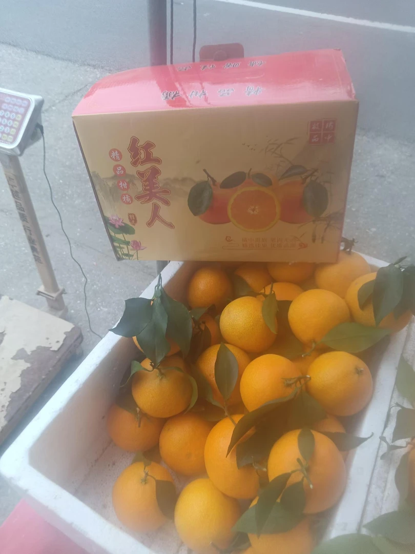 浙江玉环现摘红美人柑橘