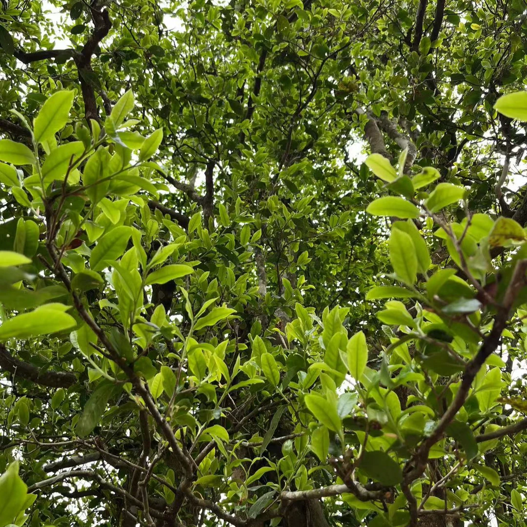 云深问客盲盒100克饼茶大礼包10饼*100克普洱茶