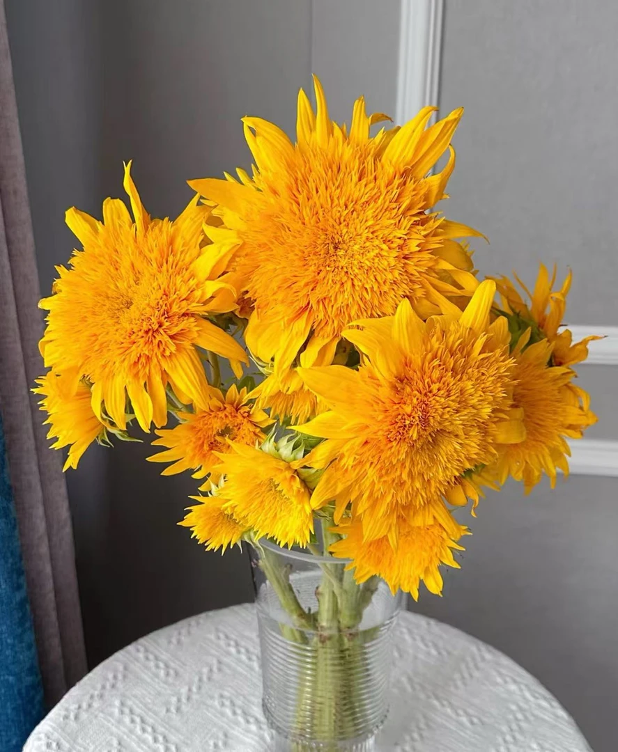 【泰迪向日葵】任意2单鲜花包邮 发货后不支持退款