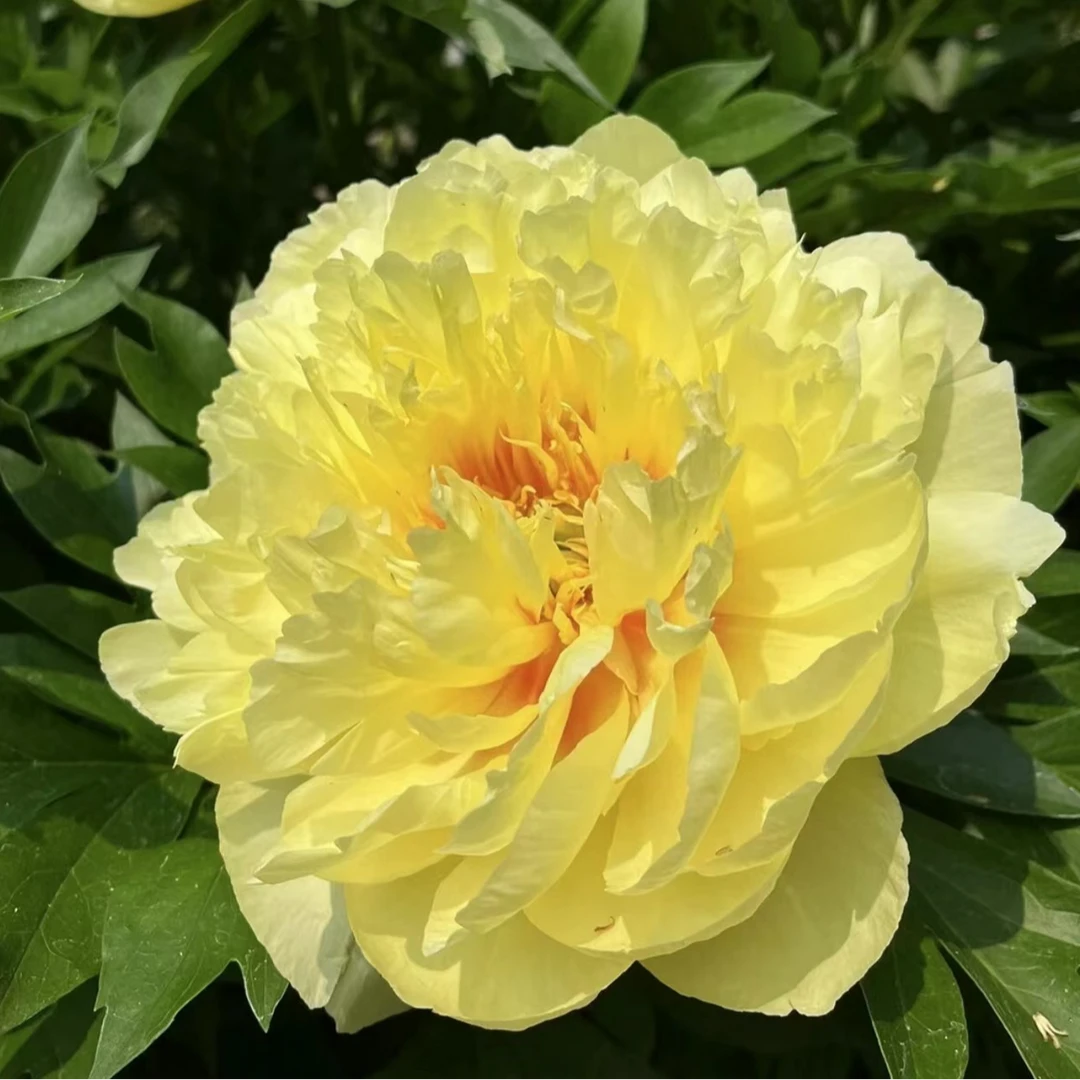 牡丹花【金桎】黄色系 黄金满地 基地现挖现发