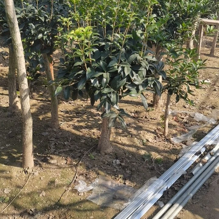 田*金桂花金桂花金桂花精品桂花