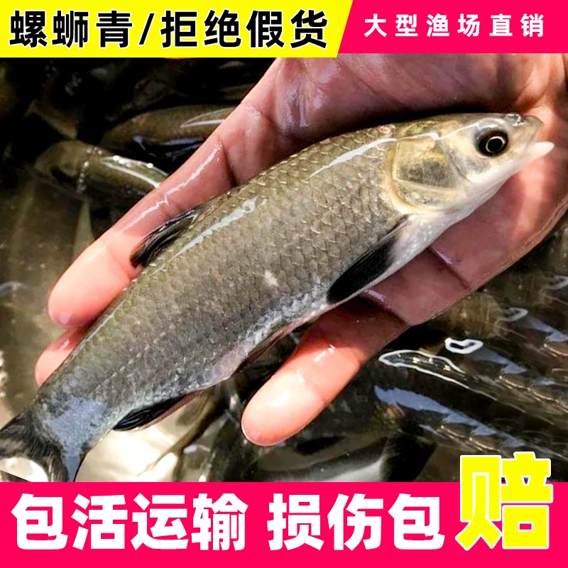 螺蛳青 青鱼 黑鲩7-12公分批发 包活运输 渔场直发包邮
