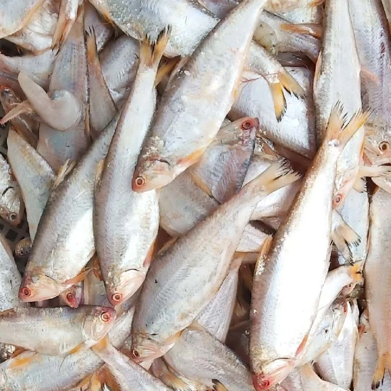 连云港发货新鲜黄鲫鱼8斤