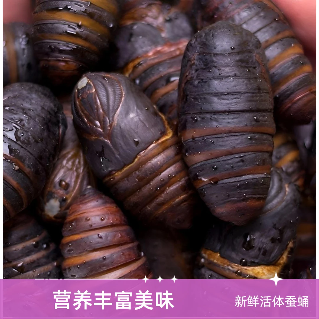 包邮西丰柞蚕新鲜茧蛹大黑（4-5cm）/粒补充蛋白绿色低脂鲜活原产地
