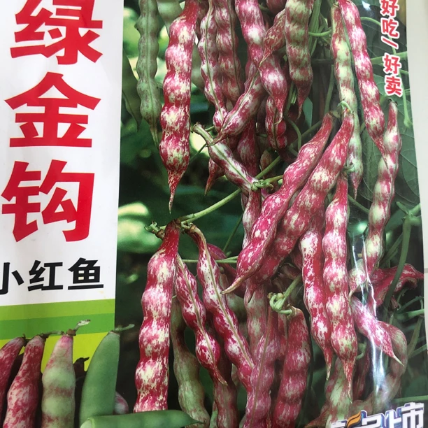 绿金钩小红鱼豆角种子