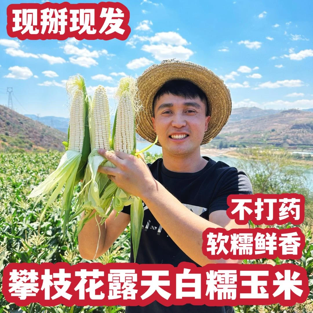 【现摘现发】攀枝花露天新鲜白糯玉米应季新鲜蔬菜整箱包邮食用
