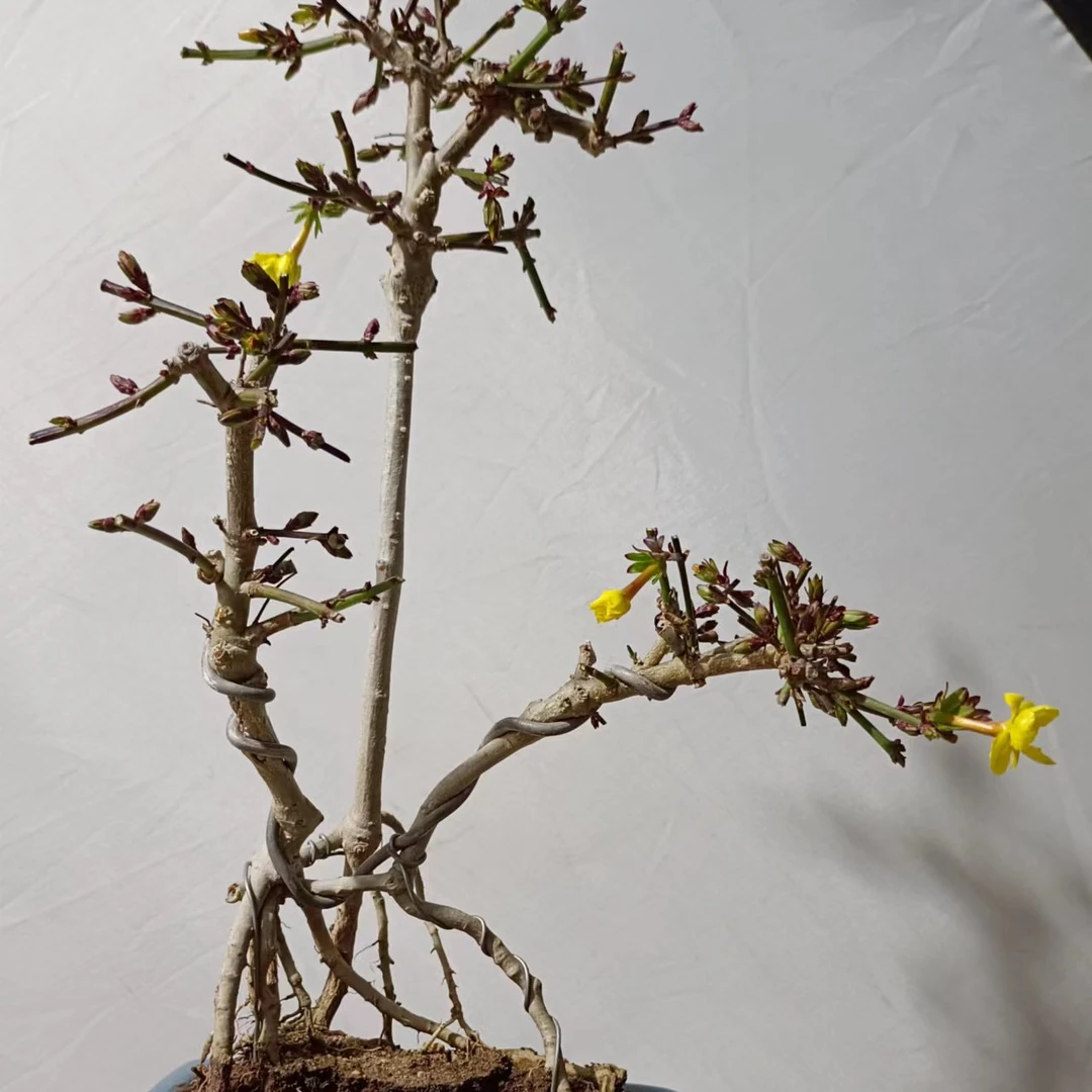 盆景花卉补差价*2~60（直播拍专用，一物一拍，请勿随意下单）