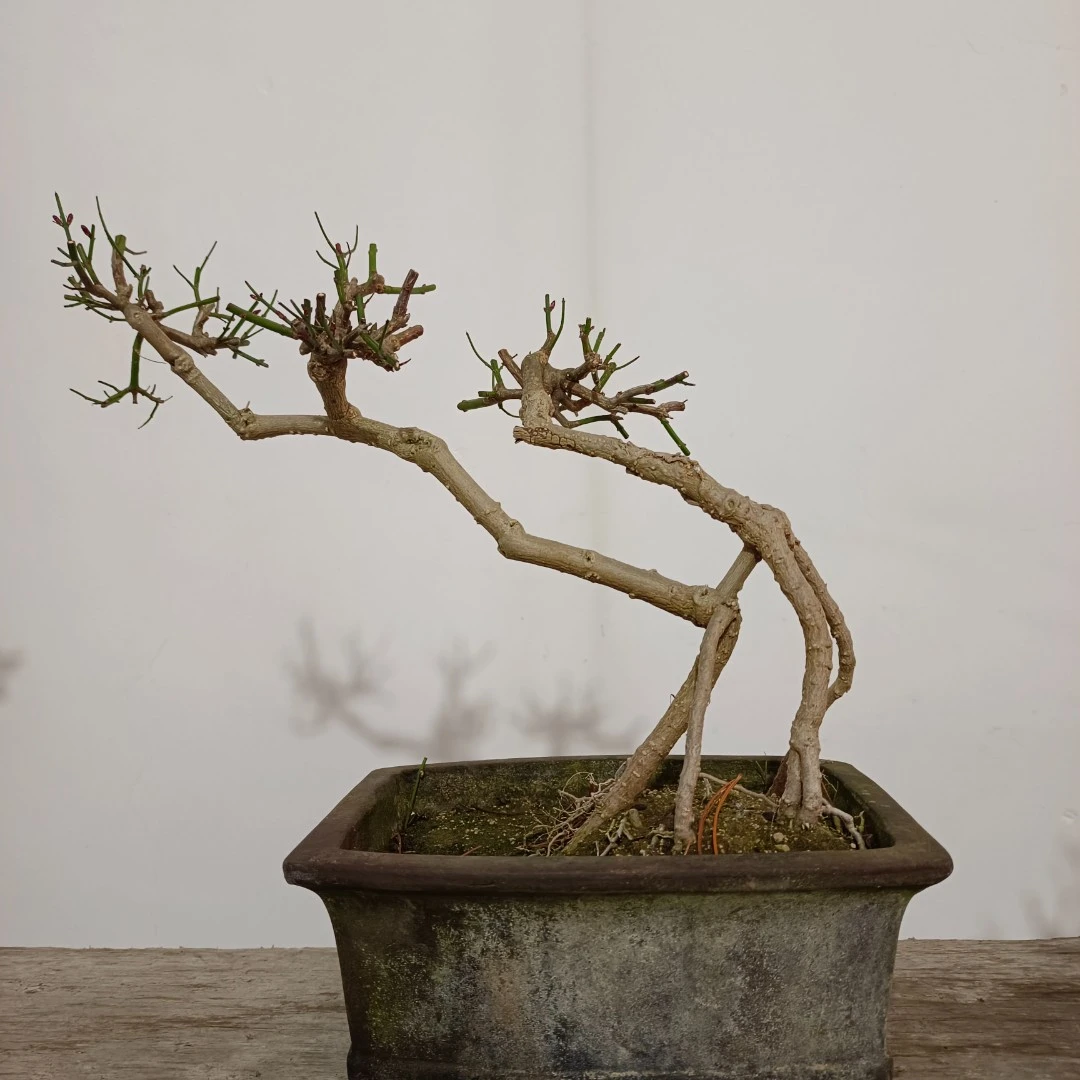 盆景花卉* 30~100（直播拍专用，一物一拍，请勿随意下单）