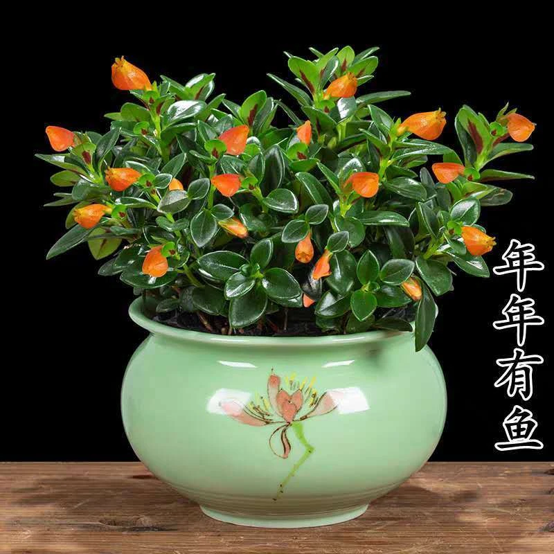 金鱼花吊兰室内盆栽多肉植物客厅净化空气绿植吊篮