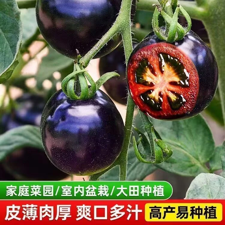 黑珍珠樱桃番茄种子四季阳台盆栽易种植黑宝石番茄水果型蔬菜种子