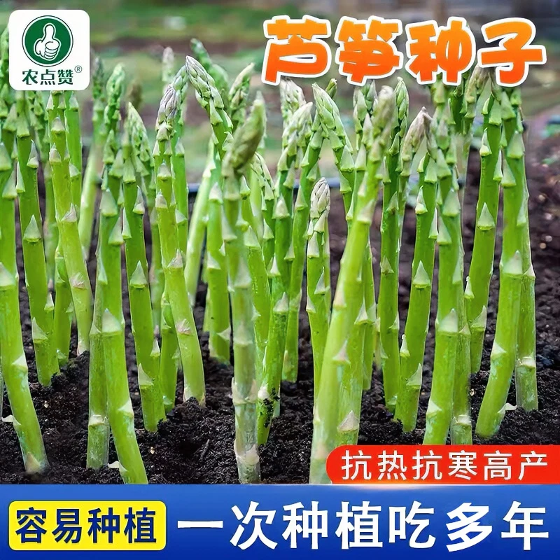 绿芦笋种子四季种植蔬菜之王高产阳台盆栽抗热耐寒高营养蔬菜种子