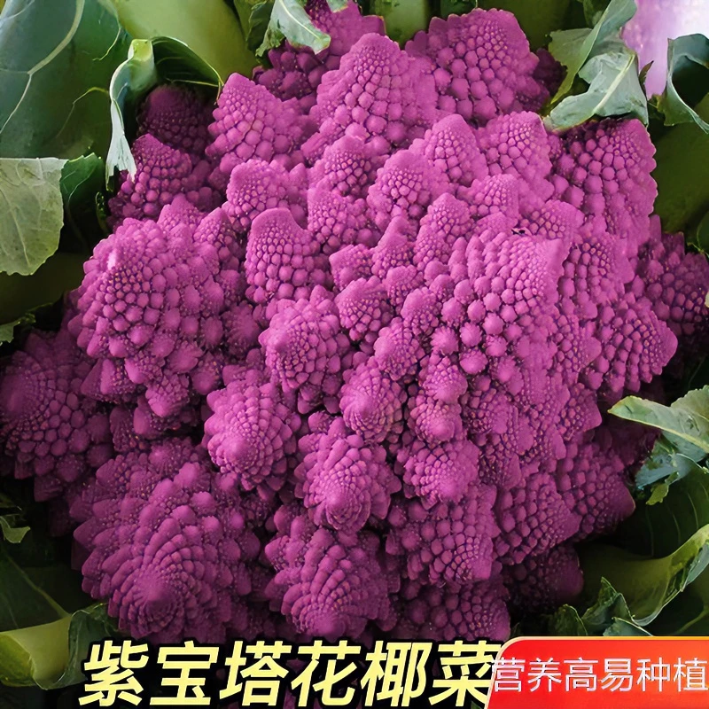 紫色宝塔菜种子紫彩色花菜花椰菜西兰花高产耐热国产宝塔蔬菜种子