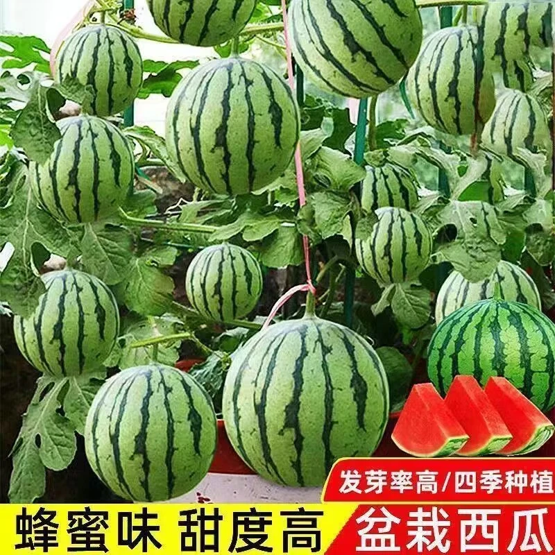 盆栽小西瓜种子四季红玉迷你小西瓜薄皮超甜早熟阳台庭院蔬菜种子